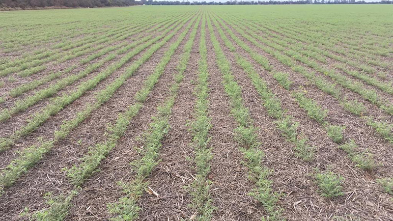 Update on Argentina’s 2019 Chickpea Planting