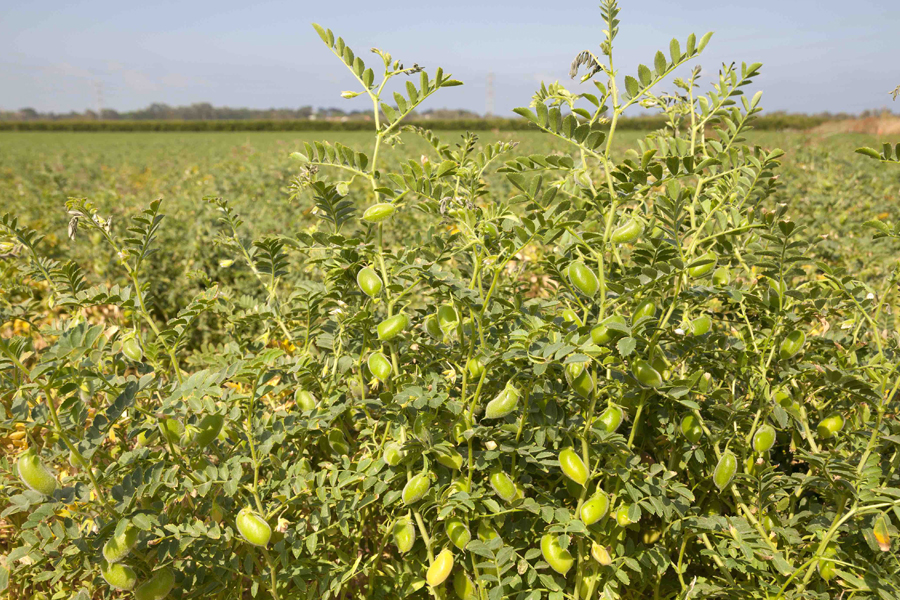Global Garbanzo’s Chickpea Update: India Rabi Sowing