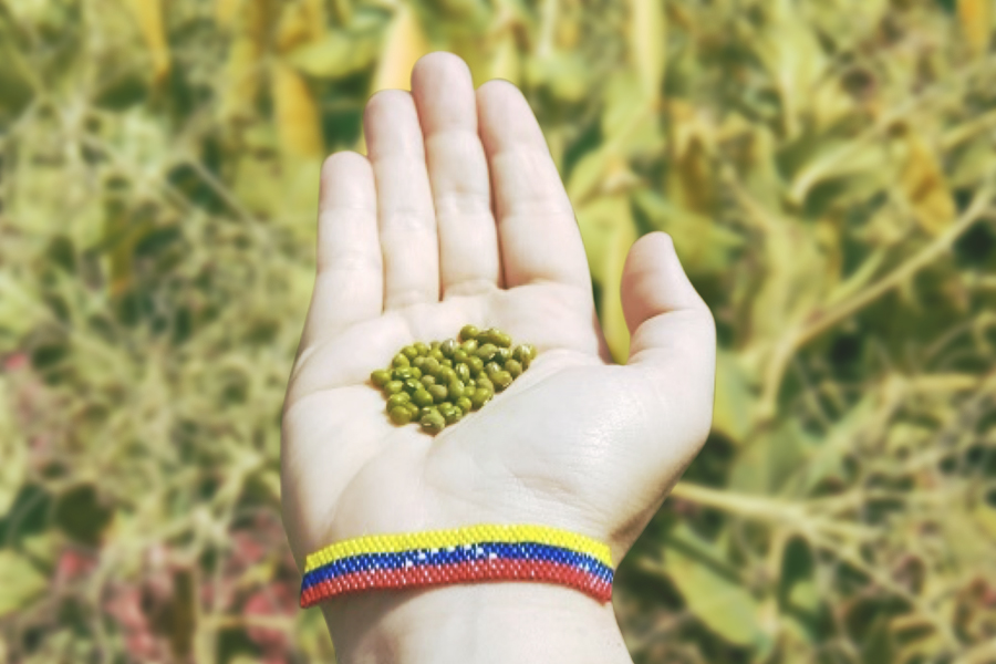 Mung Beans from Venezuela: An Interview with Ramón Enrique Alvarado Gimenez and Vanessa Tejero Leon