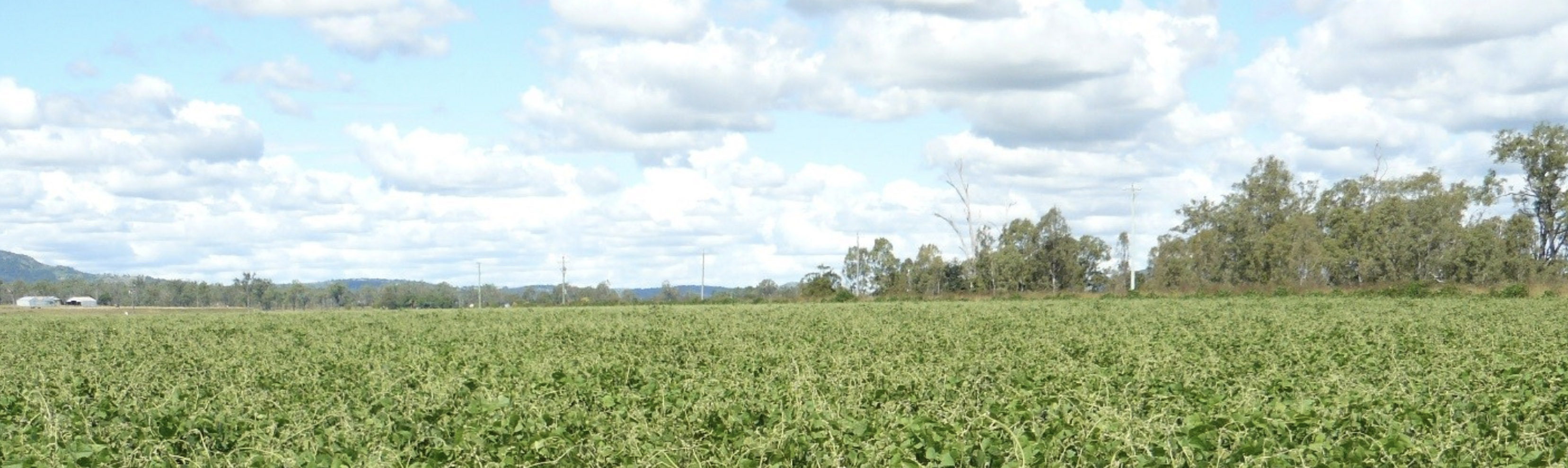 Prof. Brent Kaiser on Australia’s plant-protein development project and the regionalisation of pulses