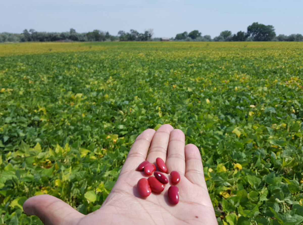 At Chippewa Valley, science is key in getting farmers to grow more beans