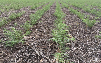 Update on Argentina’s 2019 Chickpea Planting
