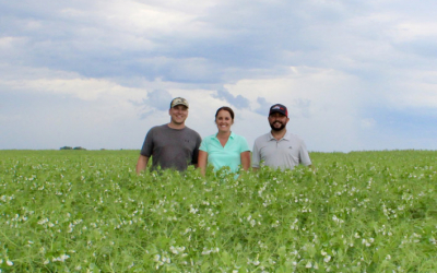 An Update on North America’s Pea, Lentil and Chickpea Crops