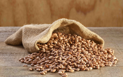 Researchers Find Pinto Beans Help Lower Cholesterol
