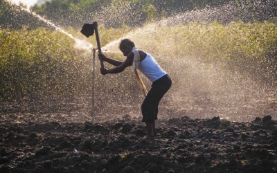 Research IDs Factors that Influence Indian Planting Decisions