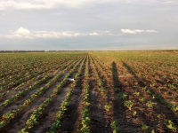 Argentina’s 2020 Dry Bean Planting Season