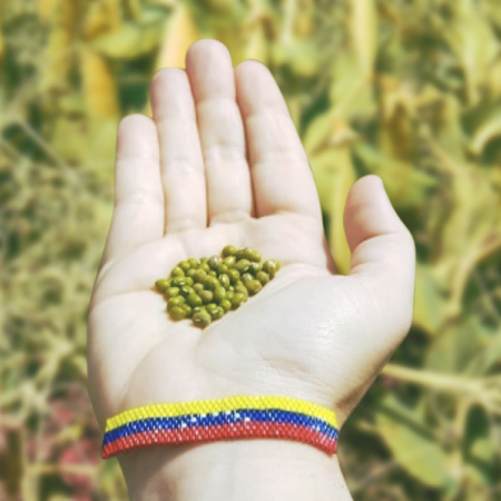 Mung Beans from Venezuela: Mung Beans from Venezuela: An Interview with Ramón Enrique Alvarado Gimenez and Vanessa Tejero Leon