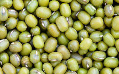 Weekly Update on India’s Mung Bean Market (Sep. 14–19)
