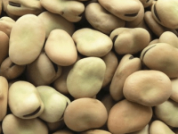 Faba Beans Global Outlook at Pulses 2.0