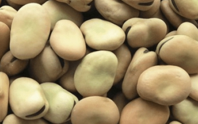 Faba Beans Global Outlook at Pulses 2.0