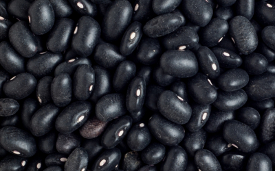 Black Beans Global Outlook at Pulses 2.0