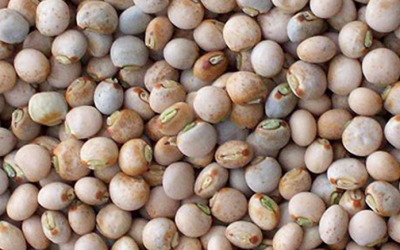 Weekly Update on India’s Pigeon Pea Market (Oct 1 to Oct 10, 2020)