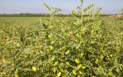 Weekly Update on India’s Chickpea Market