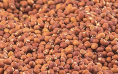 Weekly Update on India’s Pigeon Pea Market