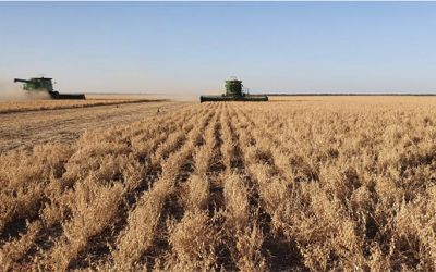 Argentina’s 2020 Winter Pulse Crop Harvest