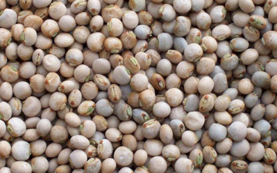 Weekly Update on India’s Pigeon Pea Market (Jan. 25 to 30)