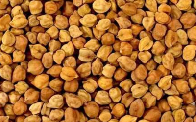 Highlights from IGrain India’s Desi Chickpea Virtual Conference