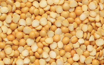 Weekly Update on India’s Pea Market (September 13-18)