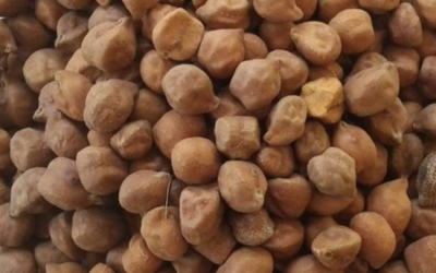 Weekly Update on India’s Chana-Gram Market (October 18 to October 24 2021)