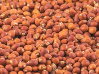 Weekly Update on India’s Tuar Pigeon Pea Market (December 27, 2021 to January 1, 2022)