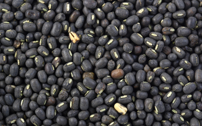 Weekly Update on India’s Urad Market (March 21-26, 2022)