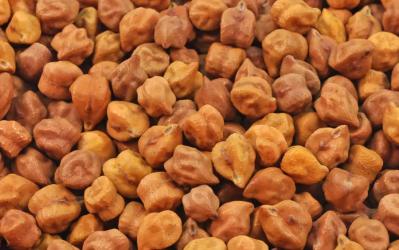 Weekly Update on India’s Chana (Gram) Market (May 16-21, 2022)