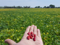 Science is key: How Chippewa Valley gets farmers to grow more beans