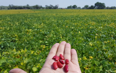 At Chippewa Valley, science is key in getting farmers to grow more beans