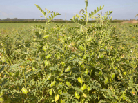 Global Garbanzo’s Chickpea Update: India Rabi Sowing